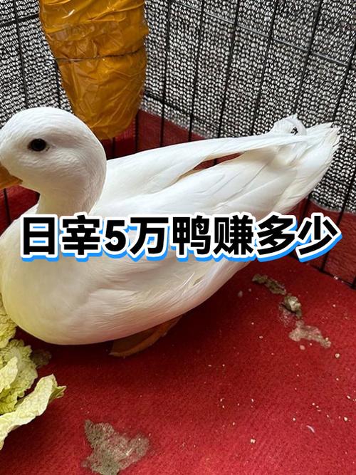 卖鸭货一月能挣多少钱游戏截图
