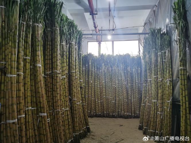 做甘蔗批发生意赚钱吗缩略图