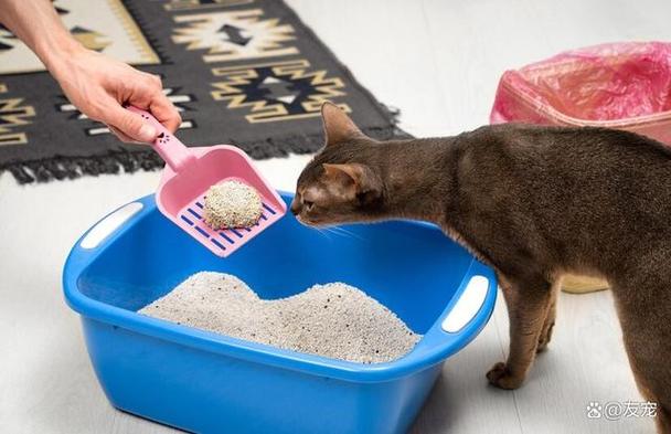 猫砂可以不换一直加吗缩略图