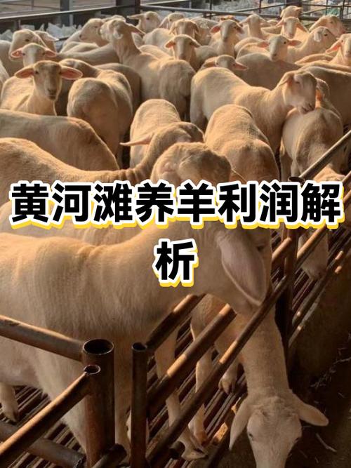 养羊20只一年的利润是多少缩略图