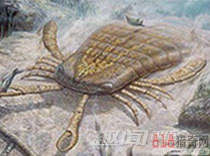 金翅翎羽品阶1159高吗缩略图