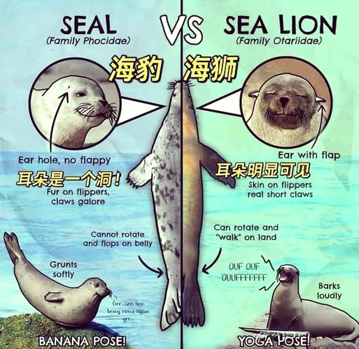 海狮和海豹谁可以顶球图标