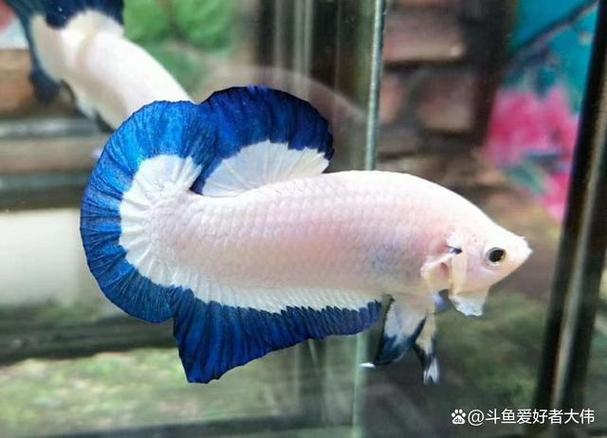 斗鱼去广告去升级缩略图