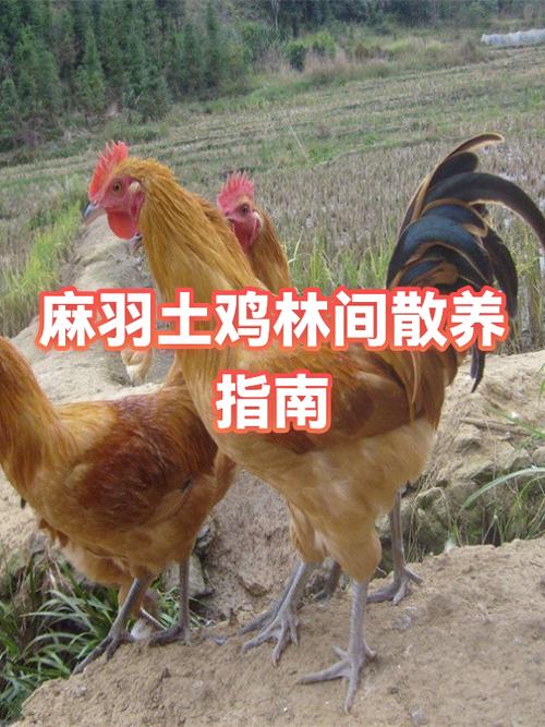 农村散养土鸡赚钱吗缩略图