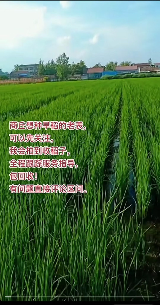 旱稻种植方法缩略图