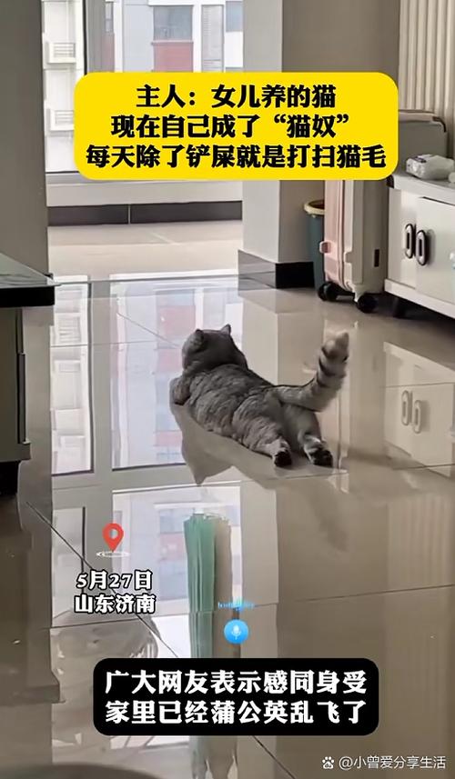 天天养猫场缩略图
