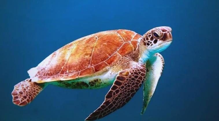 海龟可以私人养殖吗图标