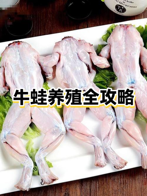 牛蛙养殖赚钱吗缩略图