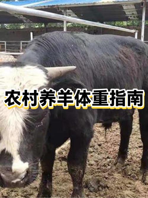 农村养羊棚属于违建吗缩略图