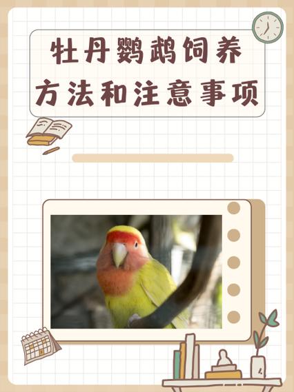 牡丹鹦鹉一生能繁殖几次游戏截图