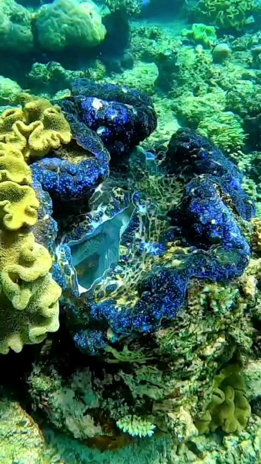 海底世界贝壳视频缩略图