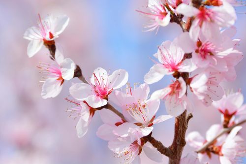 桃花视频免费版高清缩略图