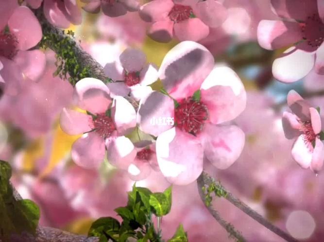 桃花视频观看免费缩略图