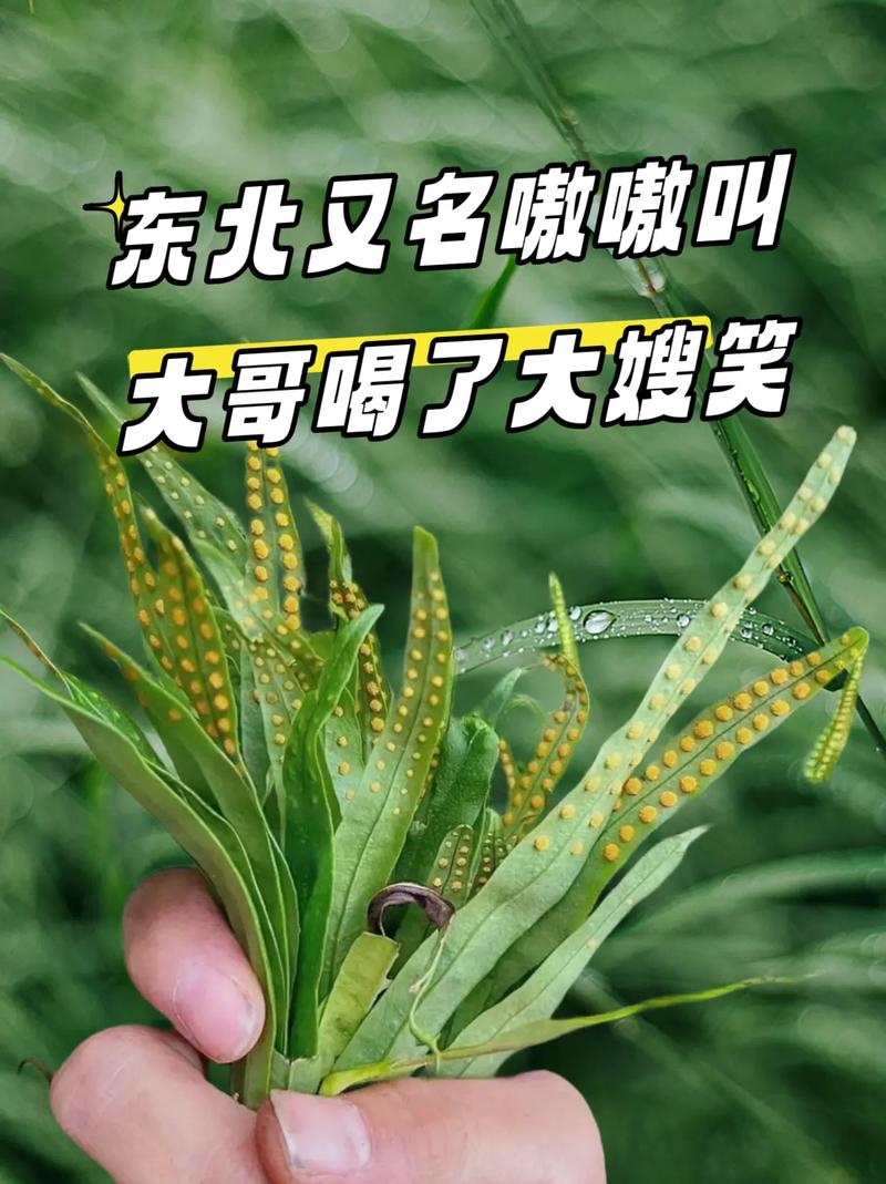 东北话kuku是啥意思游戏截图