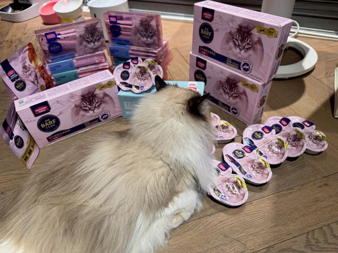 睡着的小猫咪兑换码缩略图