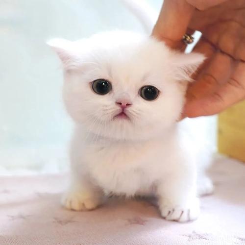 小奶猫直播官方正版免费缩略图