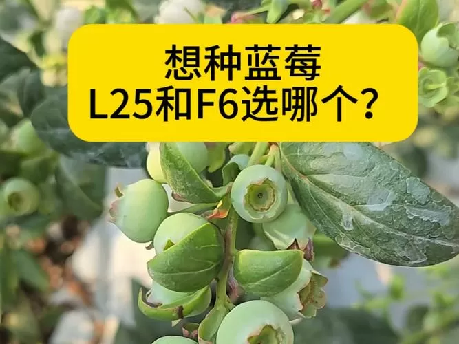 f6蓝莓和l25蓝莓的区别游戏截图