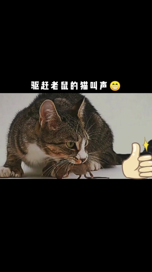 猫咪叫声吓老鼠mp3缩略图