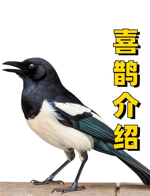 喜鹊视频v2.1.13缩略图