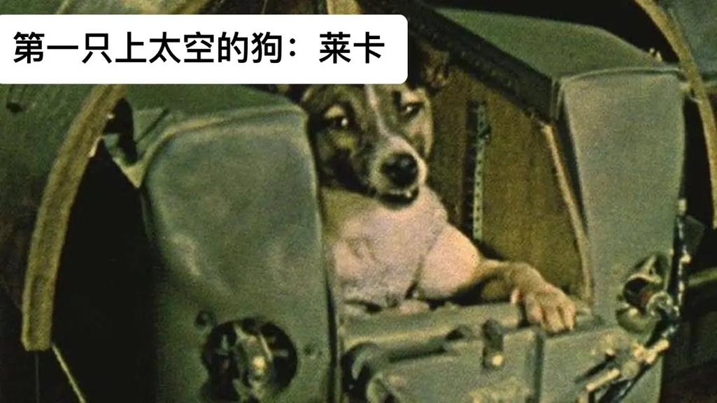 莱卡星球莱卡狗app游戏截图