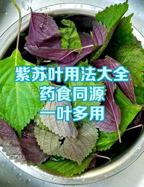 紫苏网赚钱游戏截图