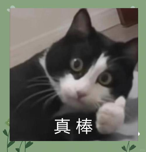 猫猫赏抖音点赞缩略图