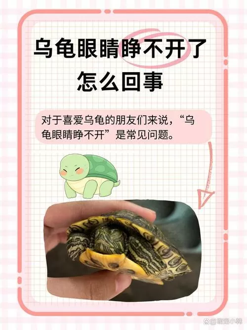 乌龟眼睛睁不开了怎么办缩略图